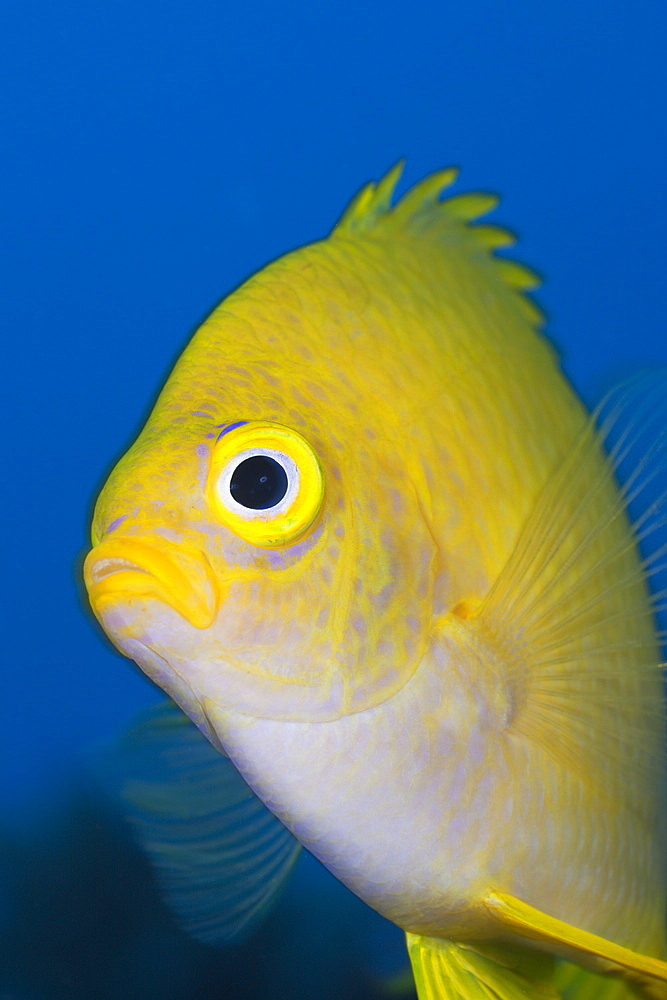 Golden damsel (Amblyglyphidodon aureus), Namena Marine Reserve, Fiji, Pacific