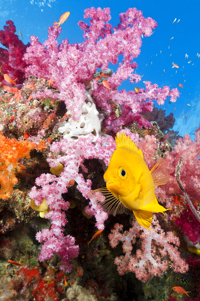 Golden damsel (Amblyglyphidodon aureus) in coral reef, Gau, Lomaiviti, Fiji, Pacific