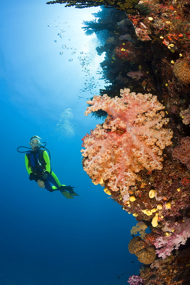 Scuba diver and coral reef, Namena Marine Reserve, Fiji, Pacific