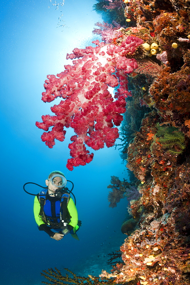 Scuba diver and coral reef, Namena Marine Reserve, Fiji, Pacific