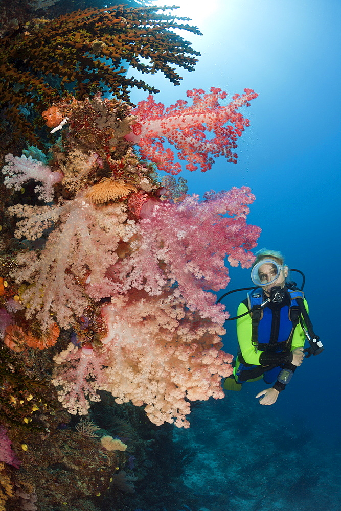 Scuba diver and coral reef, Namena Marine Reserve, Fiji, Pacific