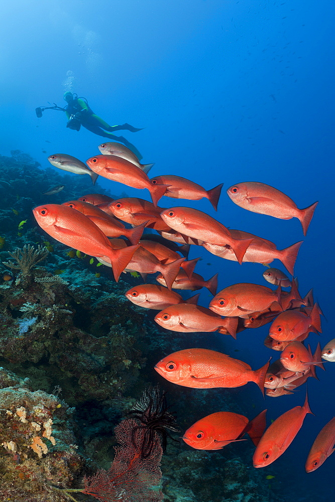 School of slender pinjalo fish (Pinjalo lewisi), Nagali, Fiji, Pacific