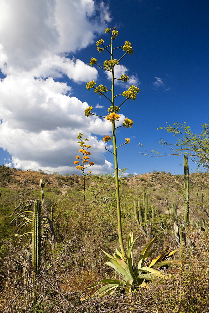 Inflorescence of Agave Plant (Agave sp.), Independencia Province, Dominican Republic, West Indies, Central America