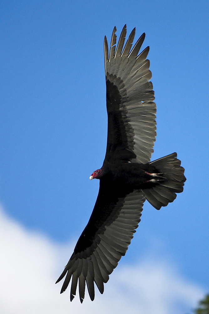 Turkey vulture (Cathartes aura) in flight, Los Haitises National Park, Dominican Republic, West Indies, Central America