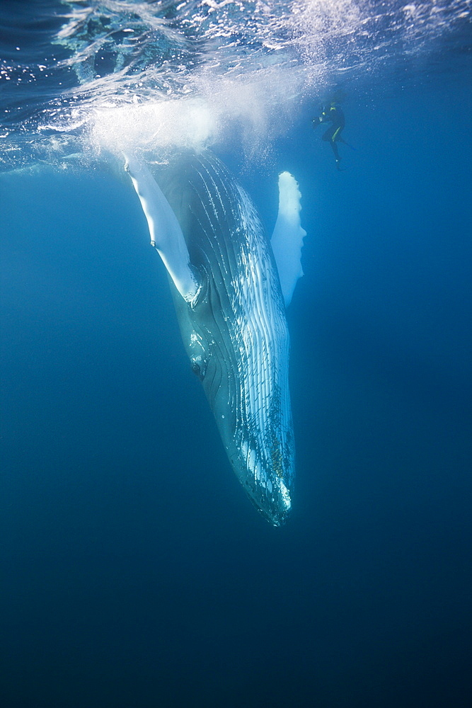 Humpback whale (Megaptera novaeangliae), Silver Bank, Atlantic Ocean, Dominican Republic, West Indies, Central America