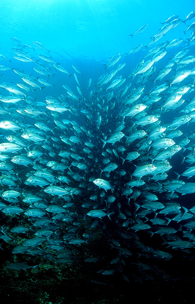 Bigeye trevally, Caranx sexfasciatus, Malaysia, Pazifik, Pacific ocean, Borneo, Sipadan