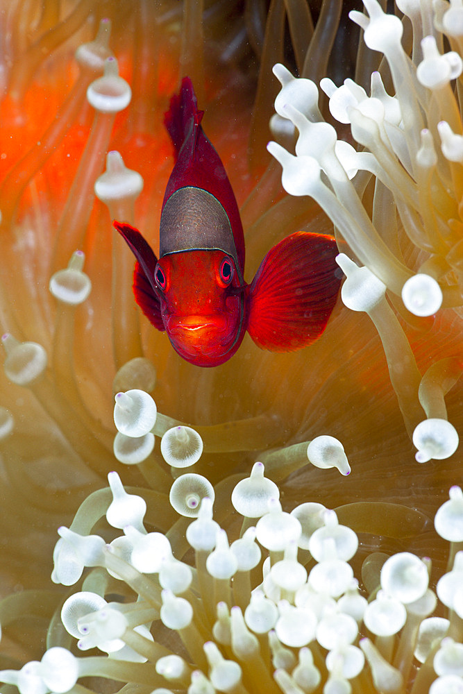 Spinecheek clownfish (Premnas aculeatus) in white bubble tip Sea Anemone (Entacmaea quadricolor), Cenderawasih Bay, West Papua, Indonesia, Southeast Asia, Asia