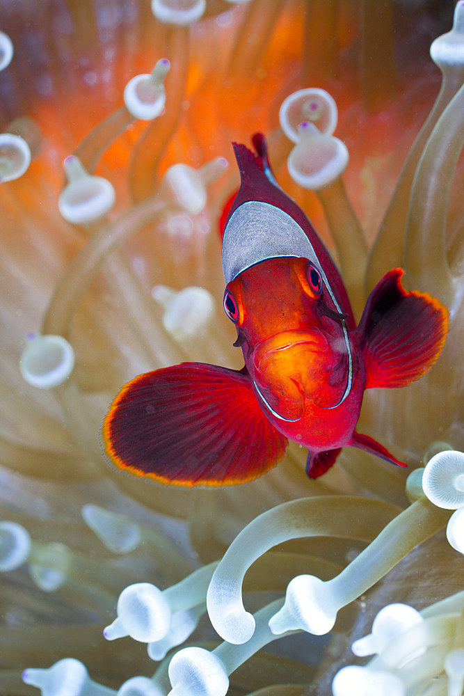 Spinecheek clownfish (Premnas aculeatus) in white bubble tip Sea Anemone (Entacmaea quadricolor), Cenderawasih Bay, West Papua, Indonesia, Southeast Asia, Asia