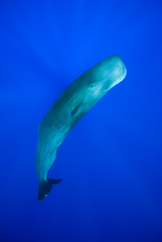 Sperm Whale, Physeter macrocephalus, Caribbean Sea, Dominica