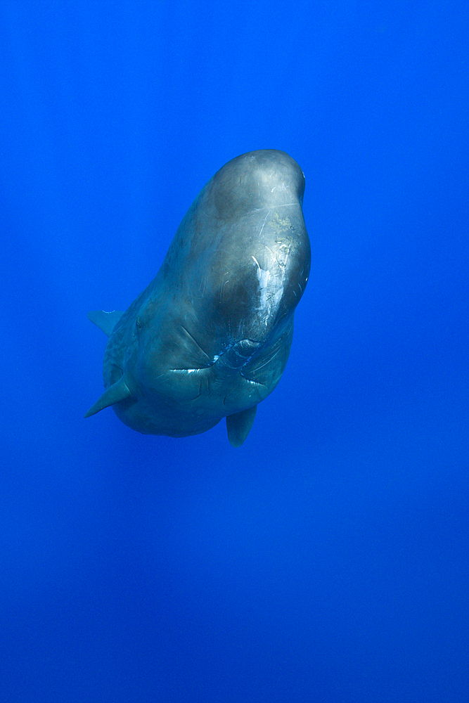 Sperm Whale, Physeter macrocephalus, Caribbean Sea, Dominica