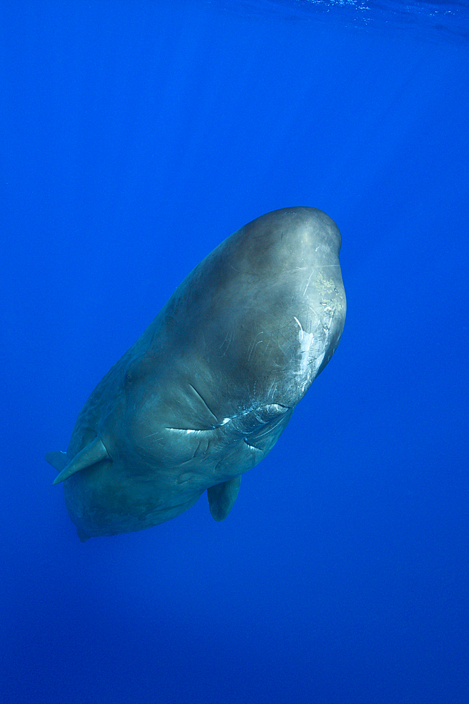 Sperm Whale, Physeter macrocephalus, Caribbean Sea, Dominica