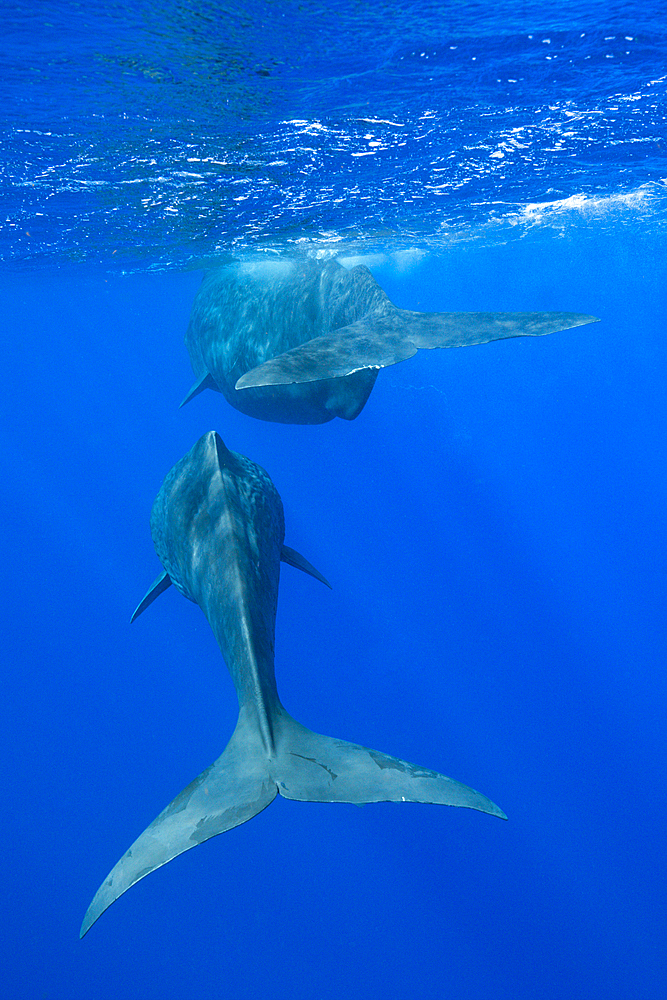 Social bahavior of Sperm Whale, Physeter macrocephalus, Caribbean Sea, Dominica