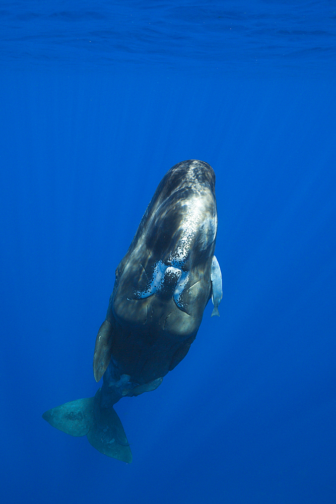 Sperm Whale, Physeter macrocephalus, Caribbean Sea, Dominica