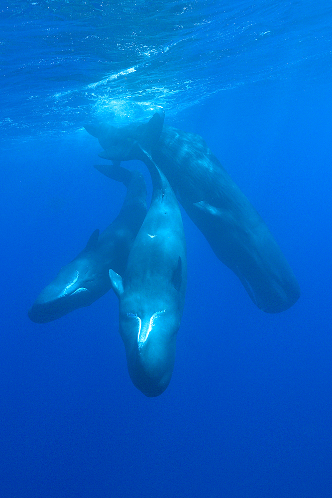 Social bahavior of Sperm Whale, Physeter macrocephalus, Caribbean Sea, Dominica