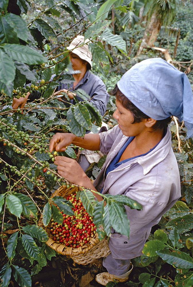 Women picking coffee beans in the mountains near Topes de Collantes in the Province of Sancti Espiritus in central Cuba, Cuba