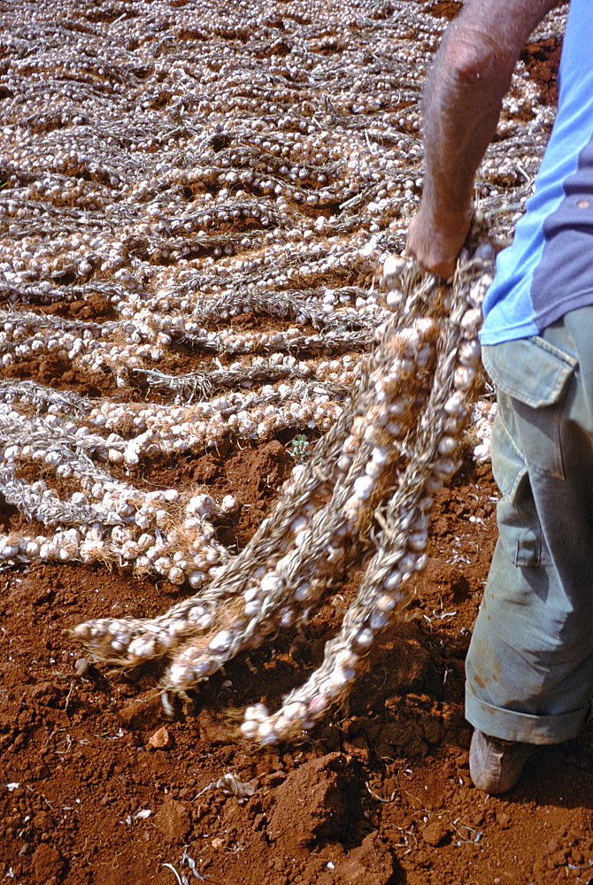 A farm-worker harvesting garlic on a farm in La Habana Province in central Cuba, Cuba