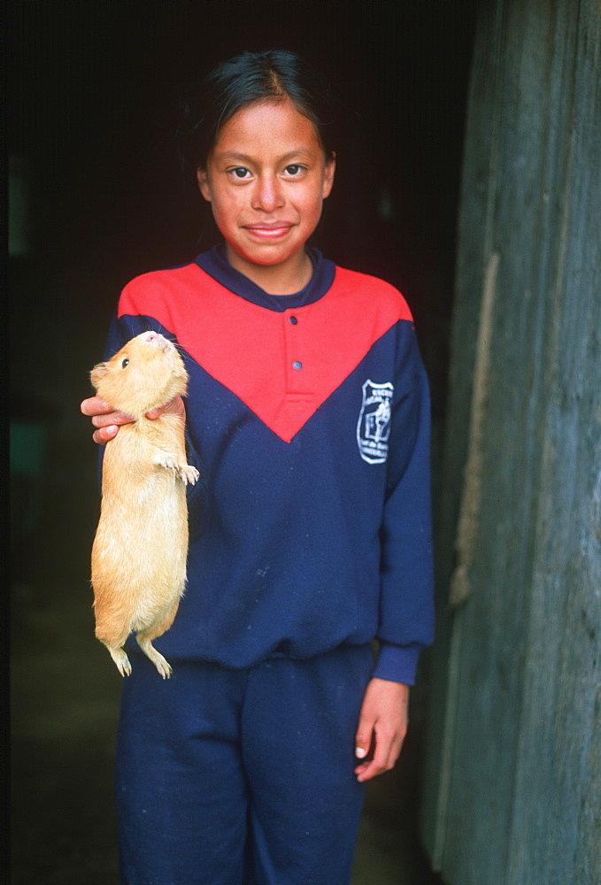 A rural girl holds one of the guinea pigs her family raises as a traditional food, Highlands, Ecuador