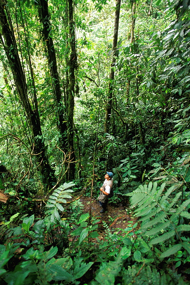 Bosque Mindo-Nambillo a protected reserve of sub-tropical cloud forest at 2500' on western slopes of the Andes in the Choco Bio-region, North of Quito, Highlands, Ecuador