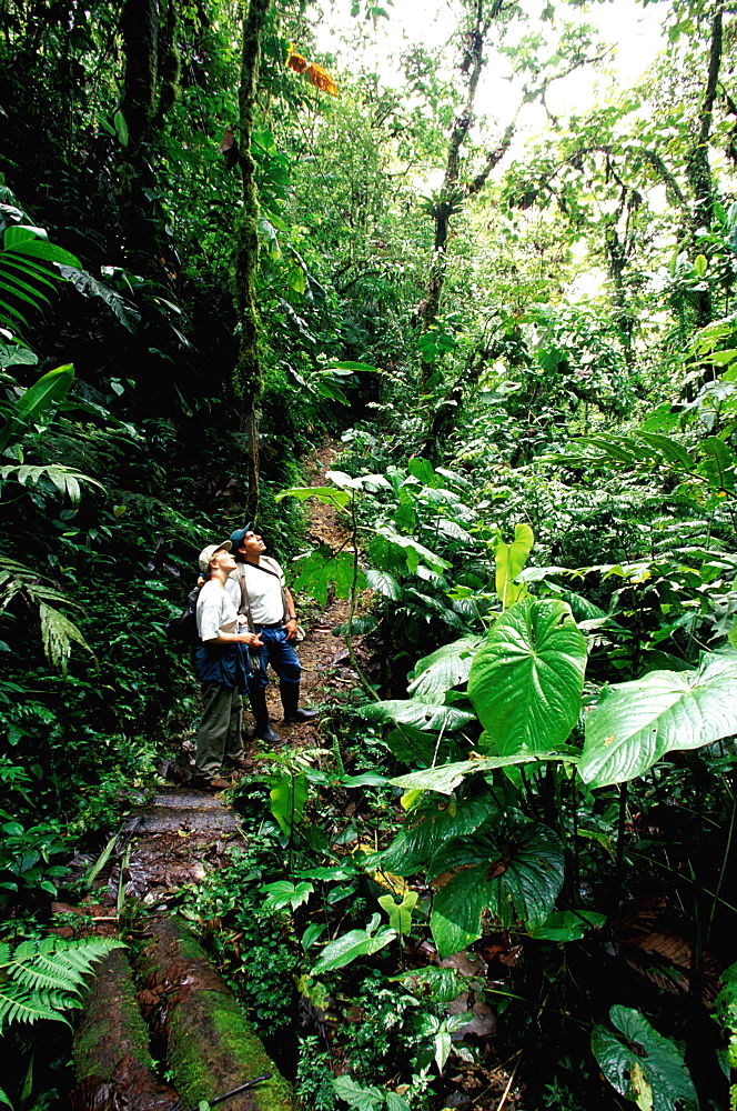 Bosque Mindo-Nambillo a protected reserve of sub-tropical cloud forest at 2500' on western slopes of the Andes in the Choco Bio-region, North of Quito, Highlands, Ecuador