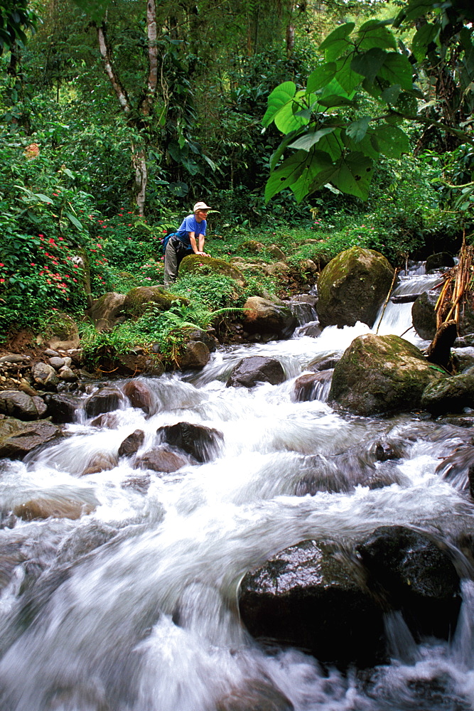 Bosque Mindo-Nambillo a protected reserve of sub-tropical cloud forest at 2500' on western slopes of the Andes in the Choco Bio-region, North of Quito, Highlands, Ecuador