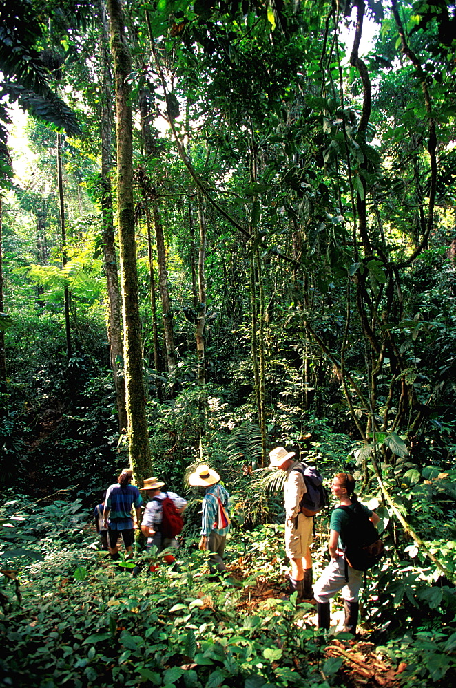 Amazon River Basin Napo River (Amazon tributary) down river at La Selva Jungle Lodge naturalists on path through primary rainforest, Oriente, Ecuador