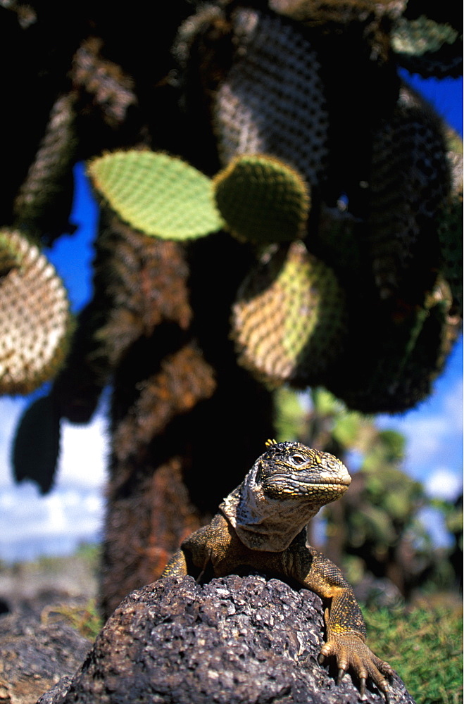 Land Iguana Conolophus subcristatus main food source is fruit from cactus, on South Plazas Island, Galapagos Islands, Ecuador