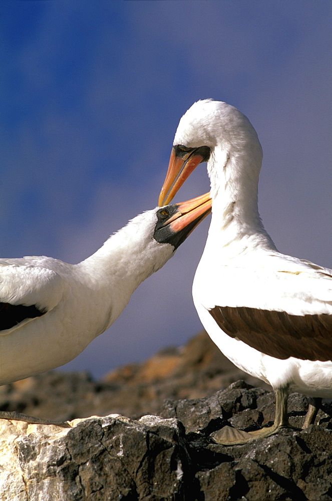 Espanola Island Booby, Masked Sula dactylactra, Galapagos Islands, Ecuador