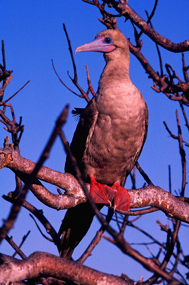 North Seymor Island Booby, Redfooted Sula sula, Galapagos Islands, Ecuador