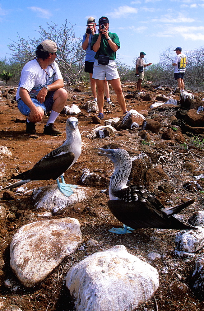 Tourists on ecotourism trip to North Seymour Island with a pair of Blue-footed Booby, Sula nebouxii excisa, Galapagos Islands, Ecuador