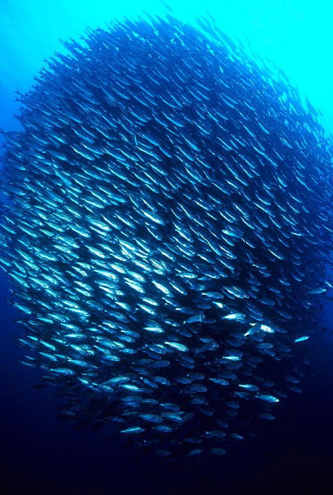 Kicker Rock Selema, Black Striped (schooling) Xenocys jessiae, Galapagos Islands, Ecuador