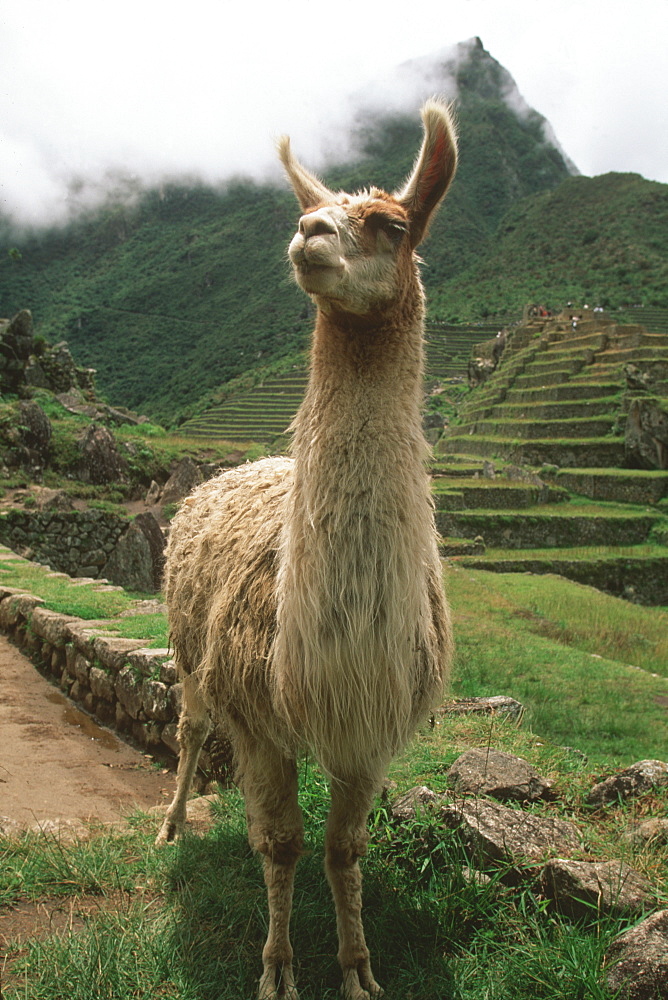 A llama on the terraced fields at Machu Picchu, the Incan city above the Urubamba River Valley, Andes Mountains, Highlands, Peru