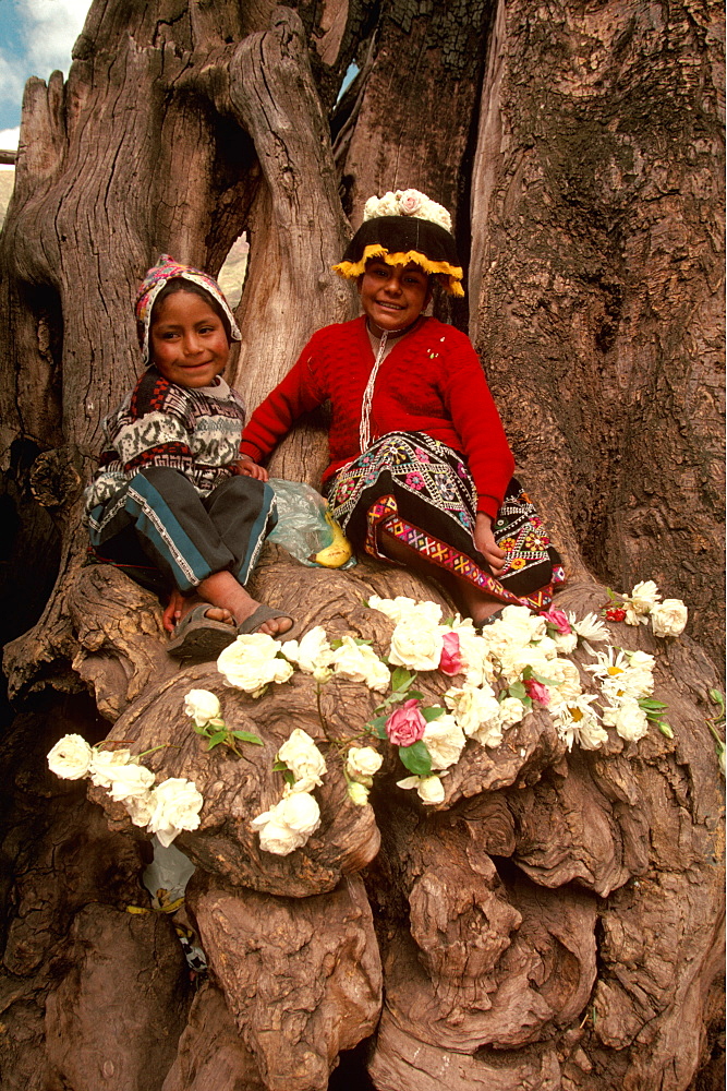 Pisac, village in Sacred Valley of the Incas near Cuzco and famous for one of the world's most colorful markets children in tree, Highlands, Peru