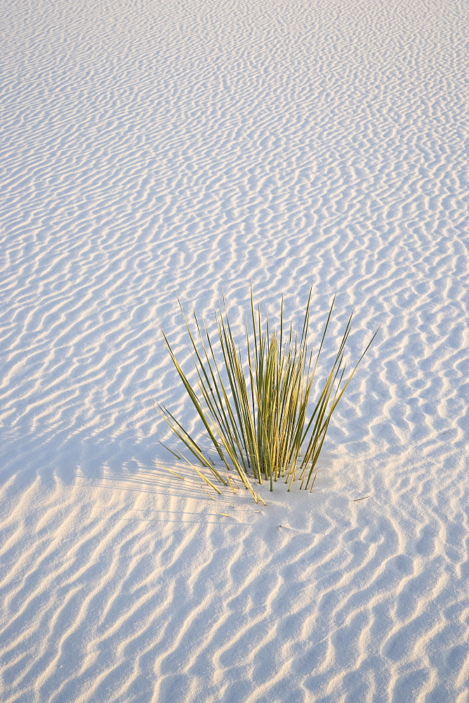 Yucca plant on a dune, White Sands National Monument, New Mexico, United States of America, North America