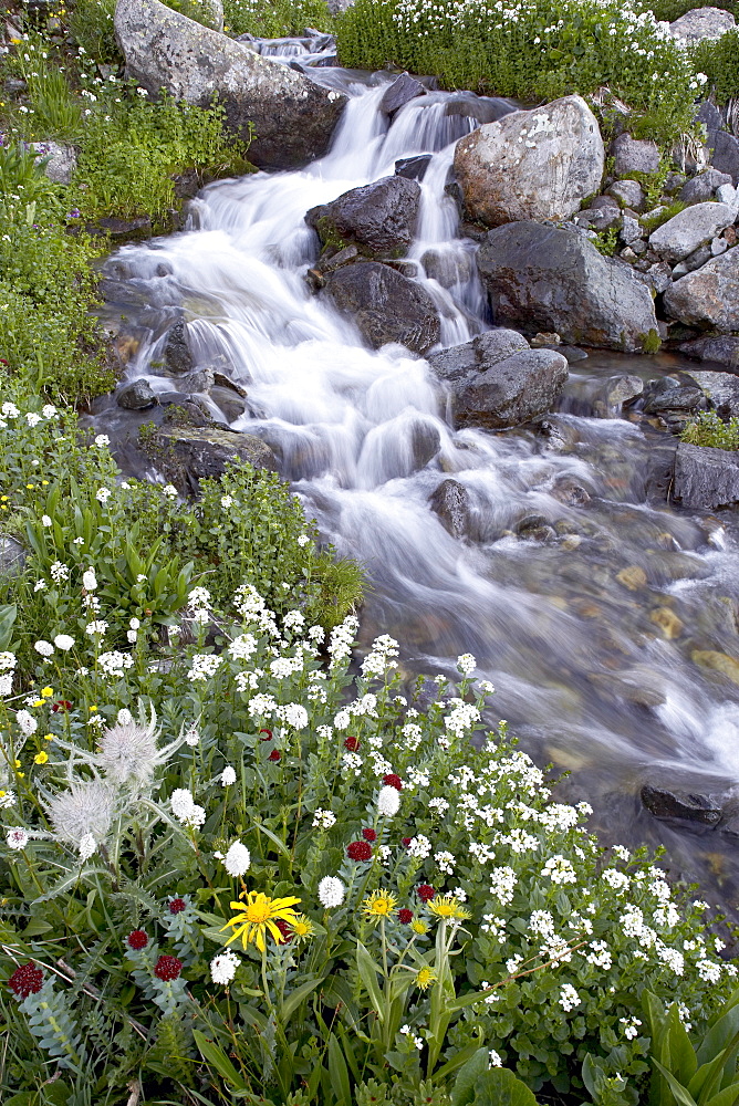 Stream through wildflowers, American Basin, Uncompahgre National Forest, Colorado, United States of America, North America