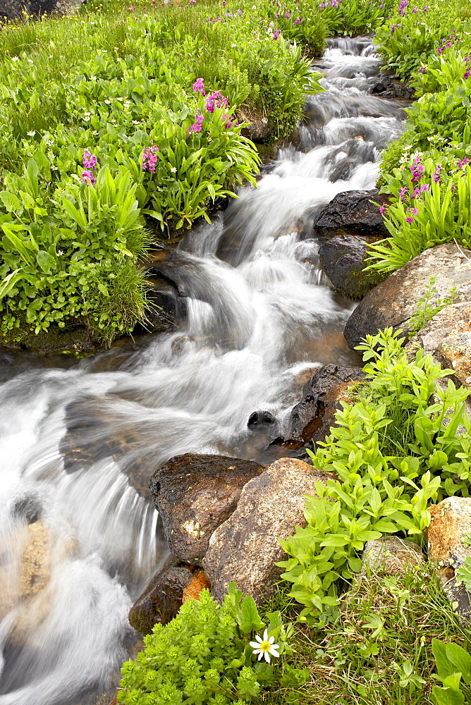 Stream through wildflowers, Mineral Basin, Uncompahgre National Forest, Colorado, United States of America, North America