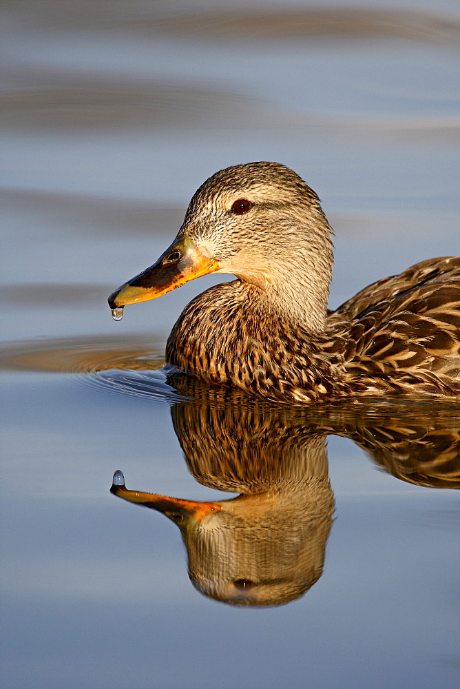 Female mallard (Anas platyrhynchos), Stern Park, Littleton, Colorado, United States of America, North America