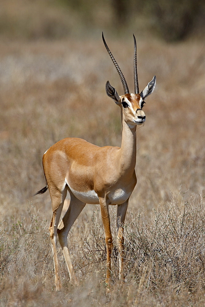 Male Grant's gazelle (Gazella granti), Samburu National Reserve, Kenya, East Africa, Africa