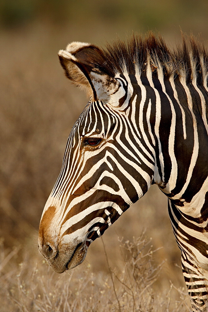 Grevy's zebra (Equus grevyi), Samburu National Reserve, Kenya, East Africa, Africa