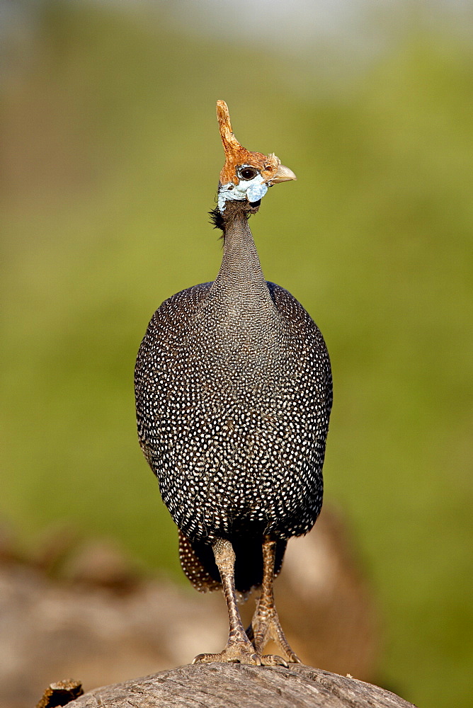 Helmeted guineafowl (Numida meleagris), Samburu National Reserve, Kenya, East Africa, Africa