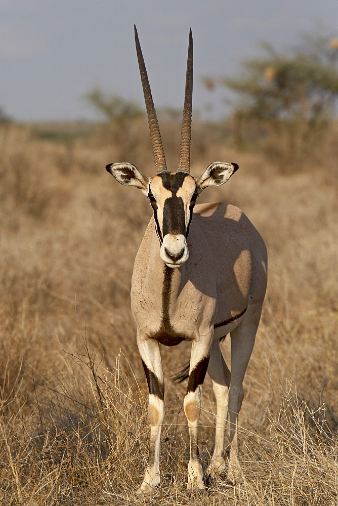 Beisa oryx (East African oryx) (Oryx beisa), Samburu National Reserve, Kenya, East Africa, Africa