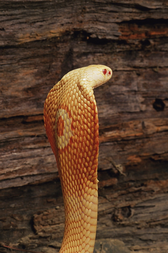 Albino monocled cobra (Naja naja kaouthia), in captivity, from Southeast Asia, Asia