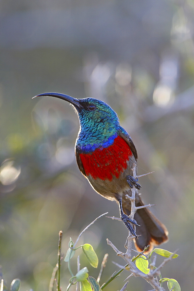 Greater double-collared sunbird (Cinnyris afra), Addo Elephant National Park, South Africa, Africa