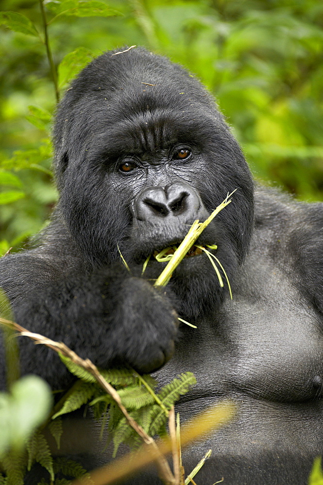 Silverback mountain gorilla (Gorilla gorilla beringei), Group 13, Volcanoes National Park, Rwanda, Africa