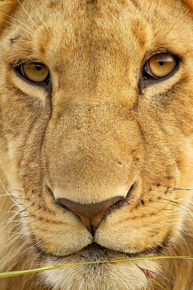 Young male lion (Panthera leo), Masai Mara National Reserve, Kenya, East Africa, Africa