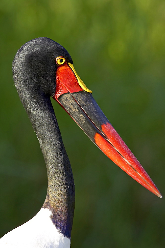 Female saddle-billed stork (Ephippiorhynchus senegalensis), Kruger National Park, South Africa, Africa