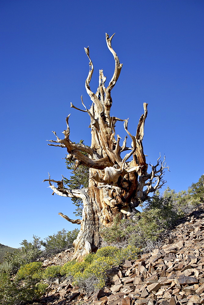 Dead bristlecone pine (Pinus longaeva), Ancient Bristlecone Pine Forest, Inyo National Forest, California, United States of America, North America