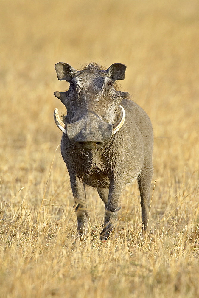 Warthog (Phacochoerus aethiopicus), Masai Mara National Reserve, Kenya, East Africa, Africa