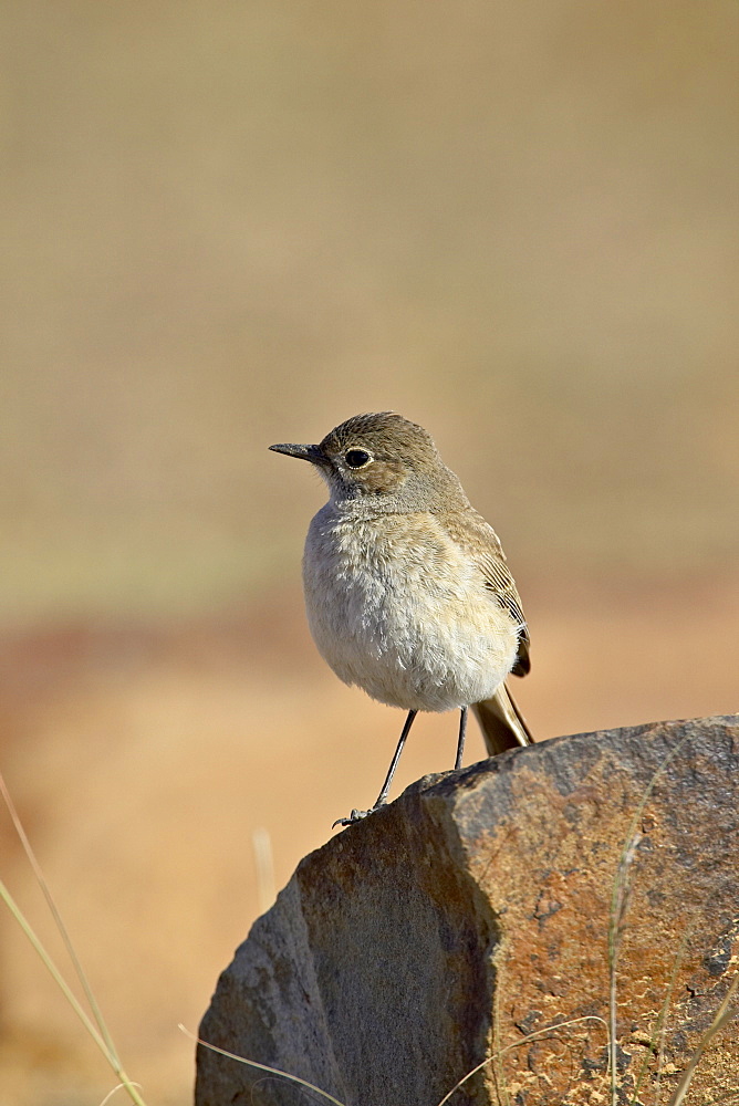 Familiar chat (Cercomela familiaris), Mountain Zebra National Park, South Africa, Africa