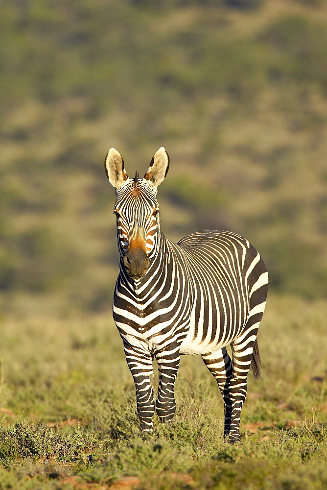 Cape mountain zebra (Equus zebra zebra), Mountain Zebra National Park, South Africa, Africa