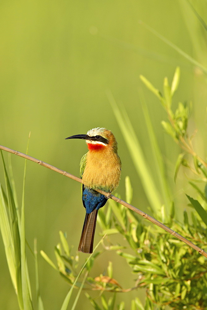 White-fronted bee-eater (Merops bullockoides), Kruger National Park, South Africa, Africa